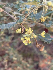 Androcalva luteiflora, photograph Tyler Anthony, CC BY, iNaturalist via GBIF