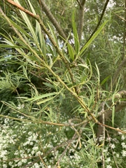 Salix