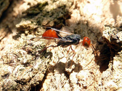 Aulacidae