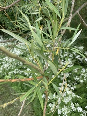 Salix