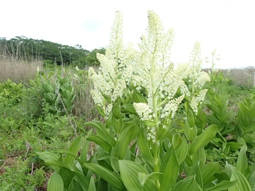 Image of Veratrum Stamineum (Veratrum stamineum) by no rights reserved