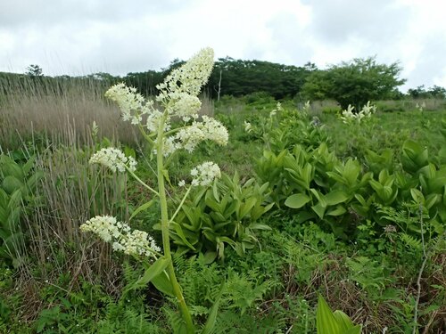 Image of Veratrum Stamineum (Veratrum stamineum) by no rights reserved