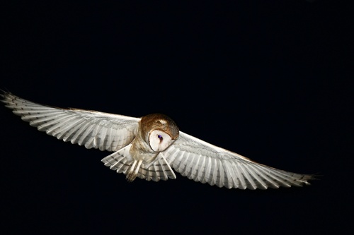 American Barn Owl photographed in West Virginia