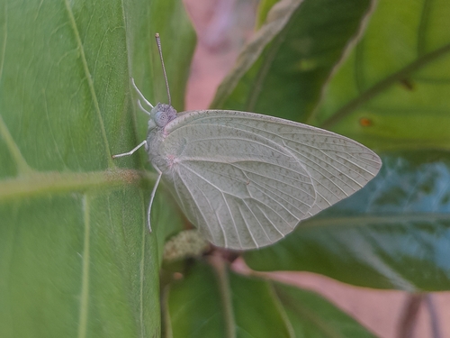 African Migrant