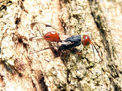 Aulacidae