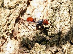 Aulacidae