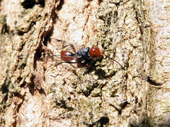Aulacidae