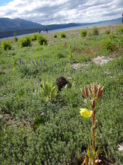 Oenothera elata hirsutissima