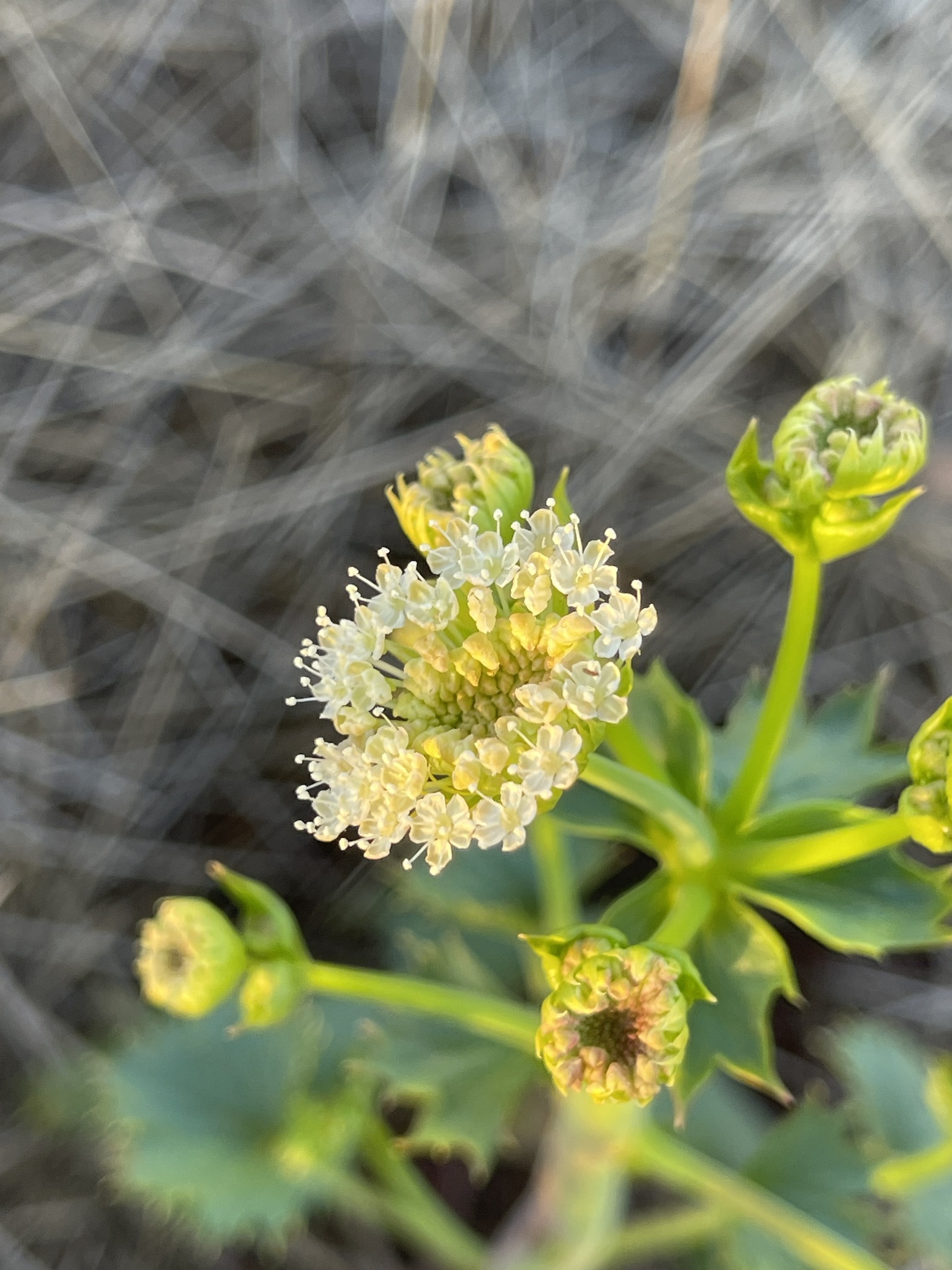 Lace Flower (Trachymene oleracea)