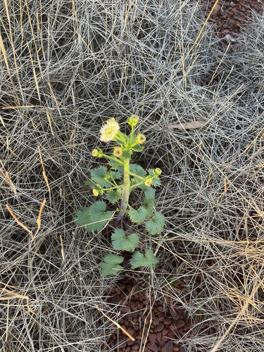 Image of Trachymene oleracea by (c) Tyler Anthony, some rights reserved (CC BY)