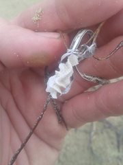 Densipora corrugata
