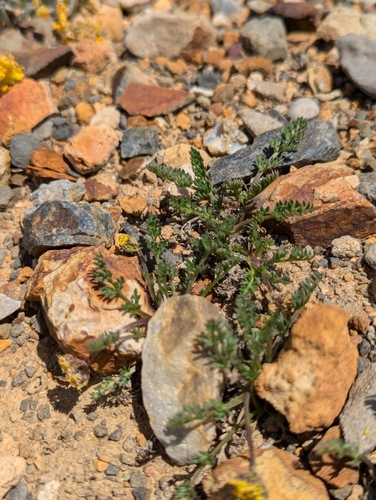 Image of Oreoxis alpina by (c) My-Lan Le, some rights reserved (CC BY)
