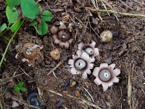 Geastrum