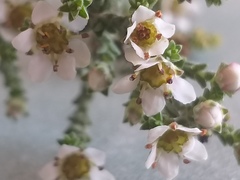 Diosma passerinoides