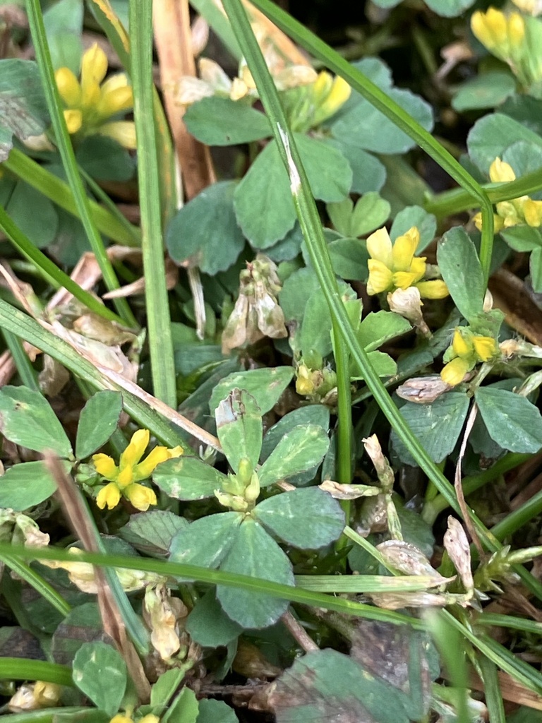 Lesser hop trefoil from Manchester Metropolitan University, Manchester ...