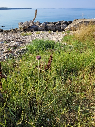Image of Allium commutatum by (c) ahabo, some rights reserved (CC BY)