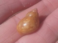 Phasianella ventricosa