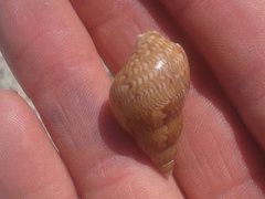 Phasianella ventricosa
