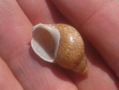 Phasianella ventricosa