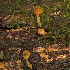 Neobarya agaricicola