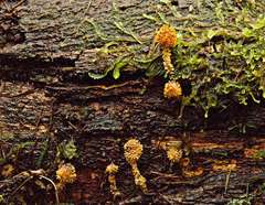 Neobarya agaricicola