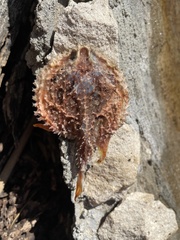 Broadnose Batfish photo 1