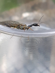 Raphidiinae