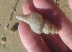 Marmorofusus philippii