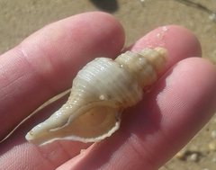 Marmorofusus philippii