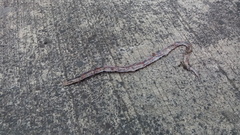 Geophis semidoliatus