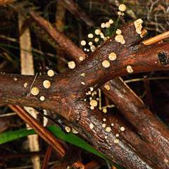 Marasmius alveolaris