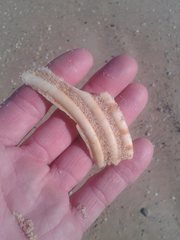 Tonna variegata