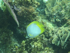 Chaetodon ocellatus