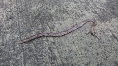 Geophis semidoliatus