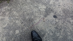 Geophis semidoliatus