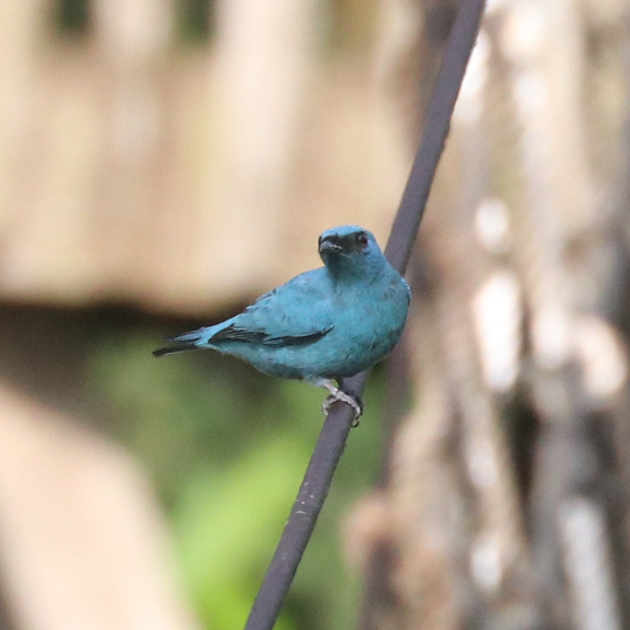 Cuckooshrikes