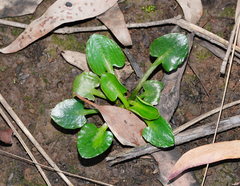 Ornduffia reniformis