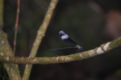 Psolodesmus mandarinus mandarinus