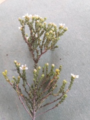 Diosma passerinoides