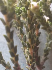 Diosma passerinoides