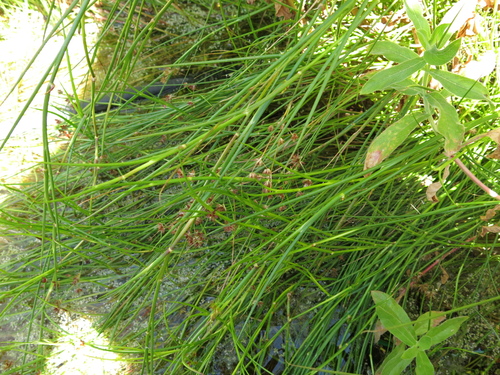 Image of Juncus fontanesii by (c) Nachman bones, some rights reserved (CC BY)
