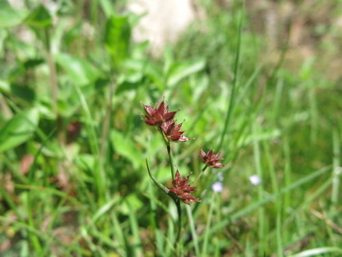 Image of Juncus fontanesii by (c) Nachman bones, some rights reserved (CC BY)