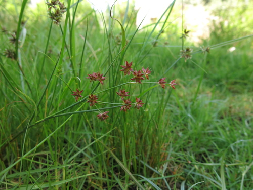 Image of Juncus fontanesii by (c) Nachman bones, some rights reserved (CC BY)