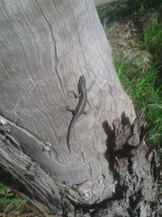 Cryptoblepharus buchananii