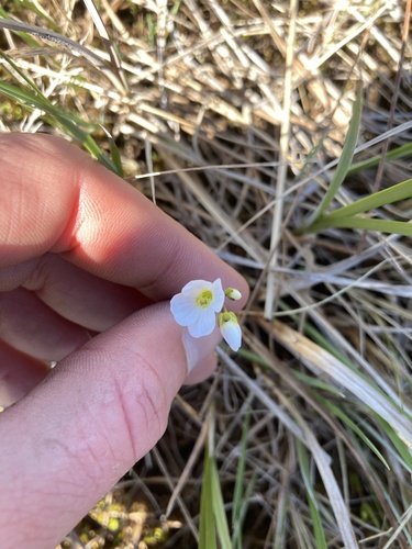 Image of Cardamine polemonioides by (c) Jake OFlaherty, some rights reserved (CC BY)