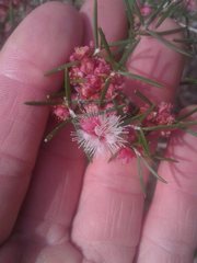 Hypocalymma angustifolium