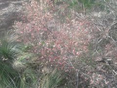 Hypocalymma angustifolium