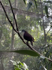 Santa Cruz Ground Dove photo 2