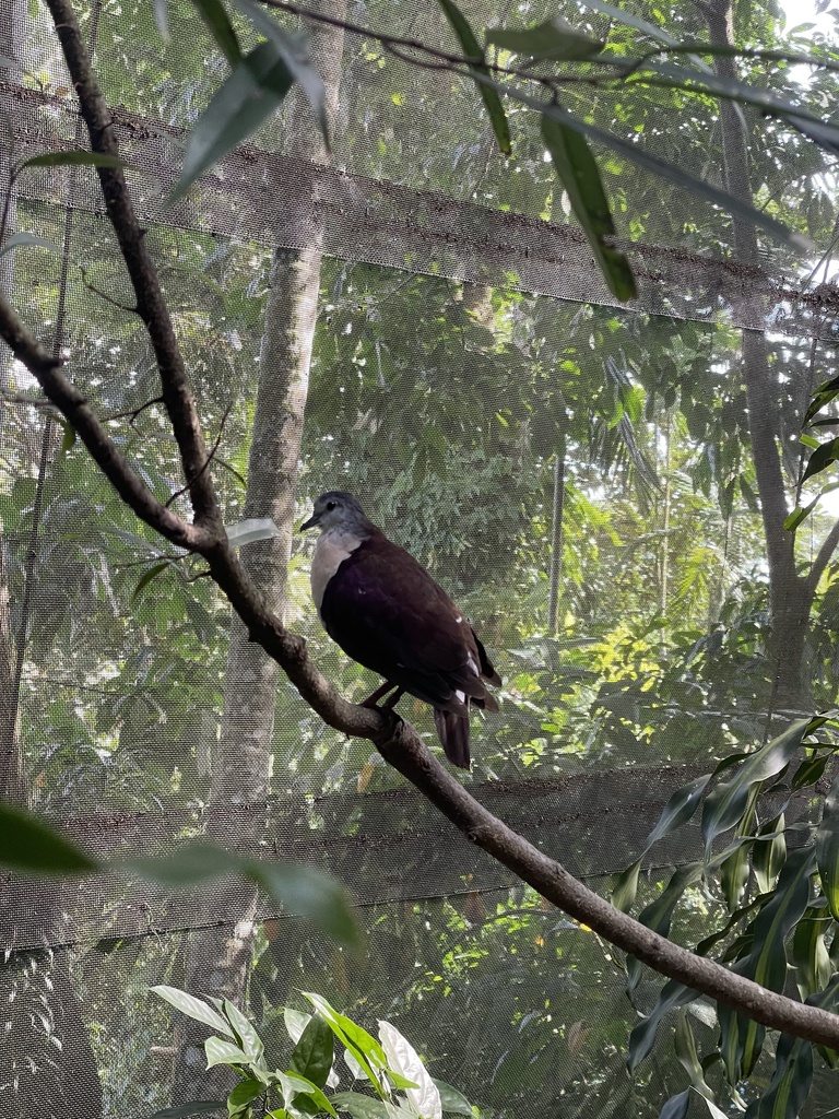 Santa Cruz Ground Dove (Pampusana sanctaecrucis) photo