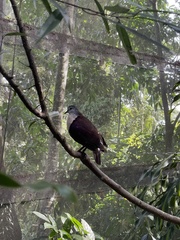 Santa Cruz Ground Dove photo 1